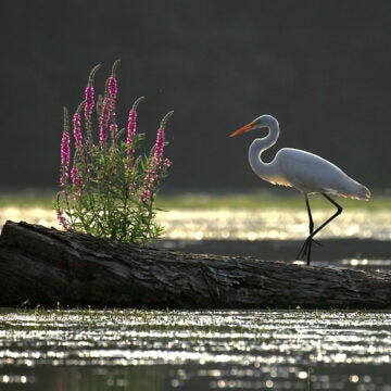 The morning sun dances on the water and an egret stands on a floating log sprouting purple flowers.