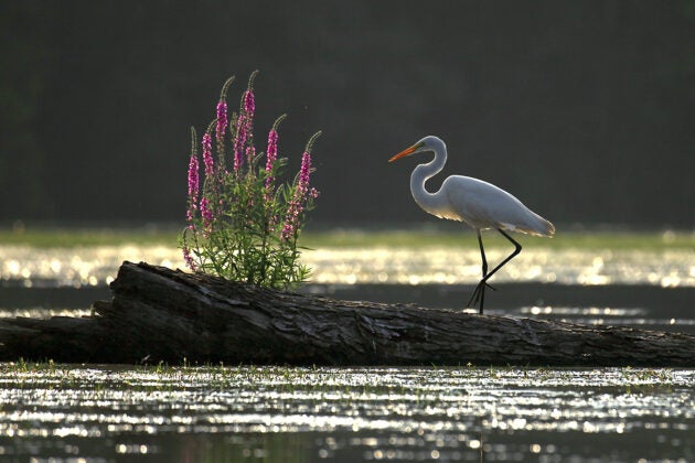 The morning sun dances on the water and an egret stands on a floating log sprouting purple flowers.