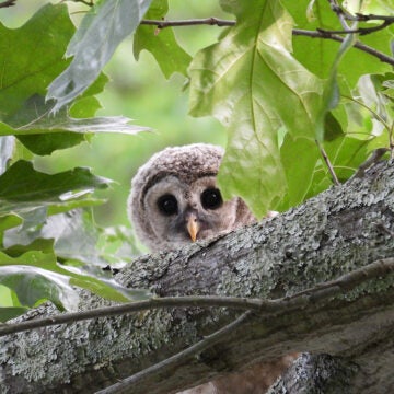 A juvenile barred owl peeks over a tree branch.