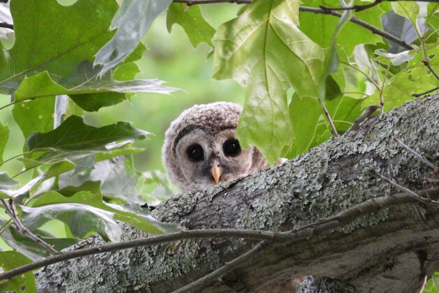A juvenile barred owl peeks over a tree branch.
