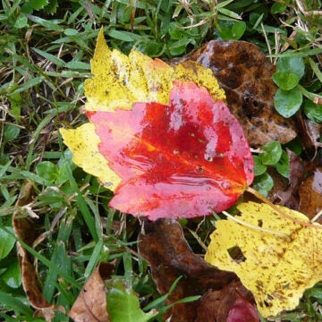 Leaves on the ground.