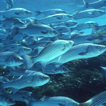 Schooling striped bass underwater.