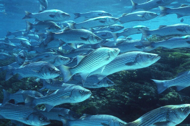 Schooling striped bass underwater.