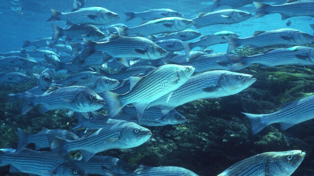 Schooling striped bass underwater.