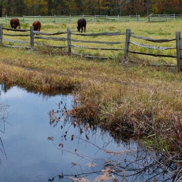 Cows graze in a field that is separated from a stream by a wooden fence.