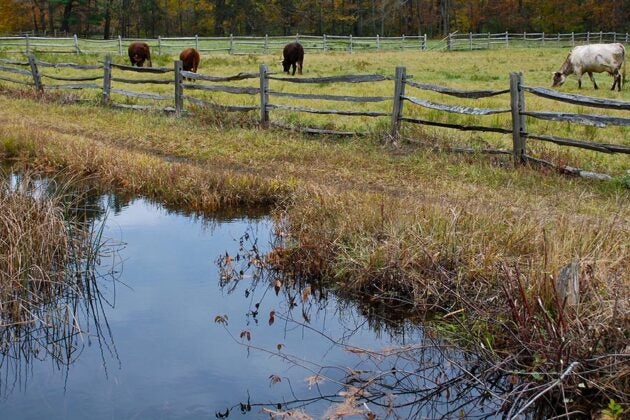 Cows graze in a field that is separated from a stream by a wooden fence.