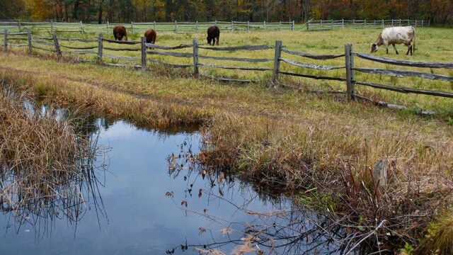 Cows graze in a field that is separated from a stream by a wooden fence.