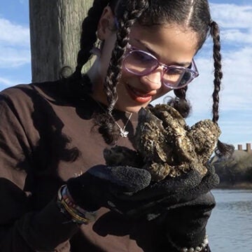 A young girl looks closely at a clump of oysters just pulled from the Bay.