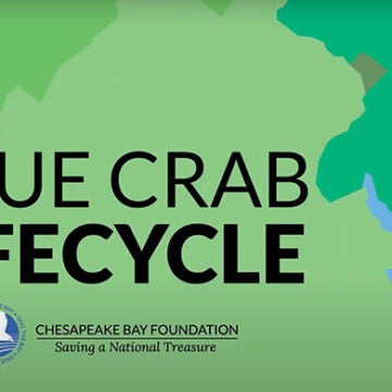 Screenshot reads Blue Crab Lifecycle.