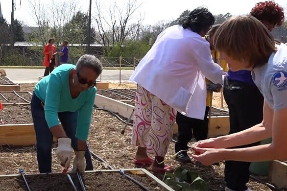 Women prepare a raised bed for planting.