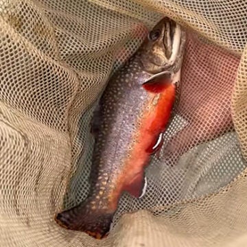 A speckled brook trout with a red belly lies in a net.