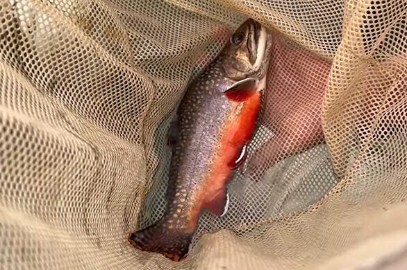 A speckled brook trout with a red belly lies in a net.