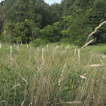 New trees in white protective sleeves are planted in rows in a field backed by a grove of trees.