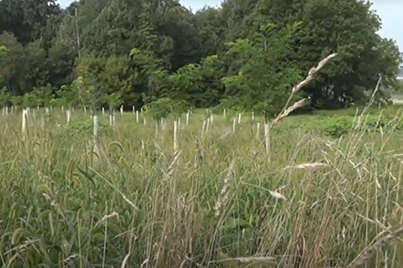 New trees in white protective sleeves are planted in rows in a field backed by a grove of trees.