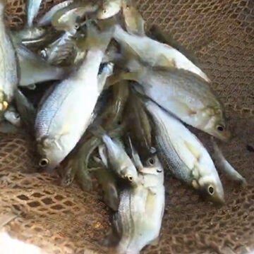 A net full of striped bass.