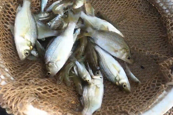 A net full of striped bass.