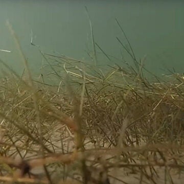 A bed of underwater grasses blankets the bottom of the Bay.