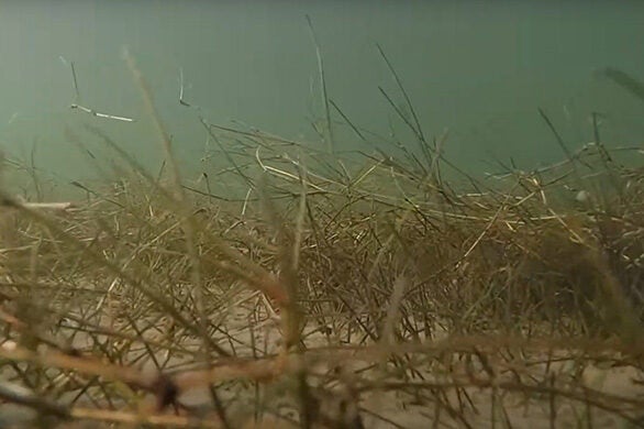 A bed of underwater grasses blankets the bottom of the Bay.