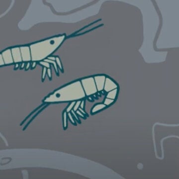 Screenshot of an animated graphic of grass shrimp.