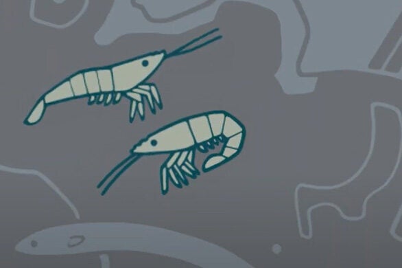 Screenshot of an animated graphic of grass shrimp.