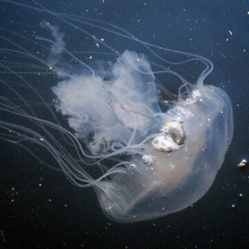 A sea nettle