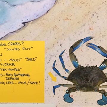 A graphic shows a blue crab on the beach, accompanied by a yellow sticky note with information about blue crabs.