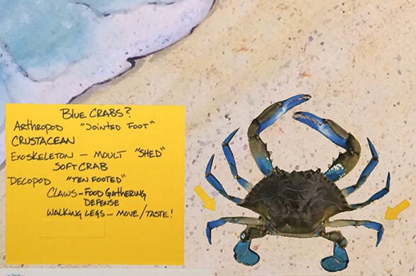 A graphic shows a blue crab on the beach, accompanied by a yellow sticky note with information about blue crabs.