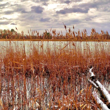 Tall golden-brown reeds line a marsh under a cloudy sky.