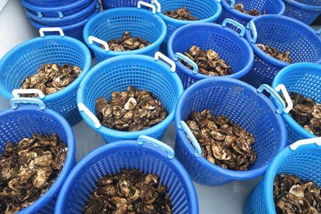 Blue baskets filled with oysters.