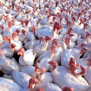 A dense flock of white-feathered turkeys.