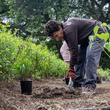 A woman bends over with a shovel, preparing a hole for planting a seedling in a along a thick buffer beneath large trees.
