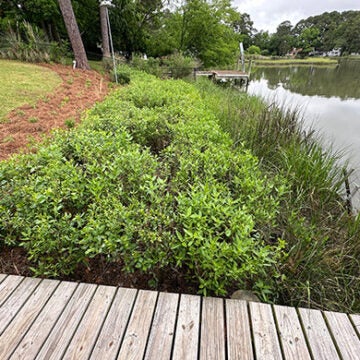 A quiet wooden dock overlooks marshy grasses and lush shoreline shrubs under a soft, overcast sky.