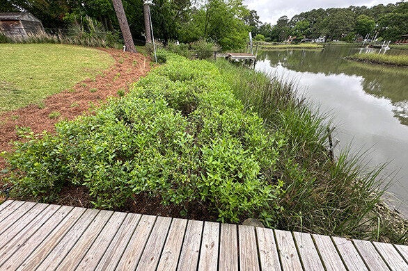 A quiet wooden dock overlooks marshy grasses and lush shoreline shrubs under a soft, overcast sky.