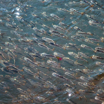 A silvery school of menhaden.