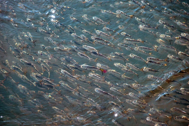 A silvery school of menhaden.