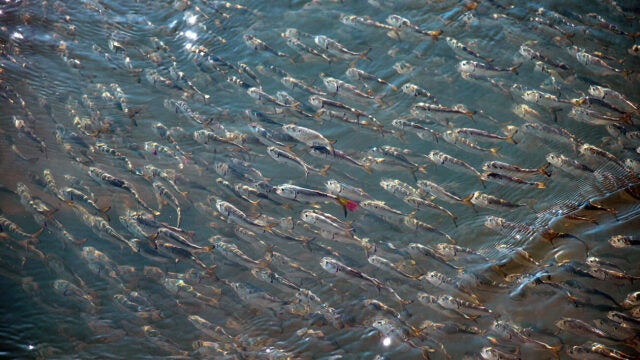 A silvery school of menhaden.