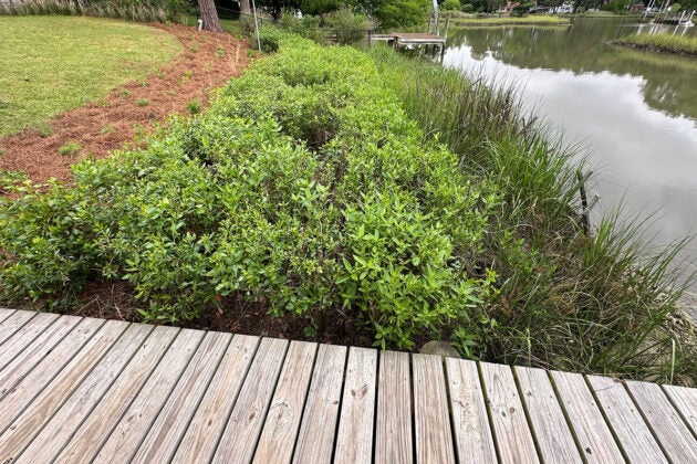 A quiet wooden dock overlooks marshy grasses and lush shoreline shrubs under a soft, overcast sky.