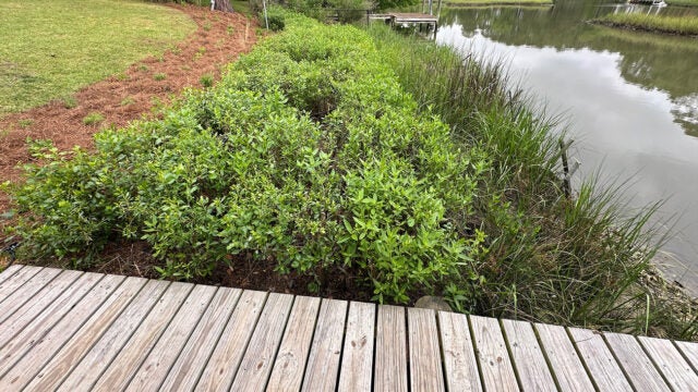 A quiet wooden dock overlooks marshy grasses and lush shoreline shrubs under a soft, overcast sky.