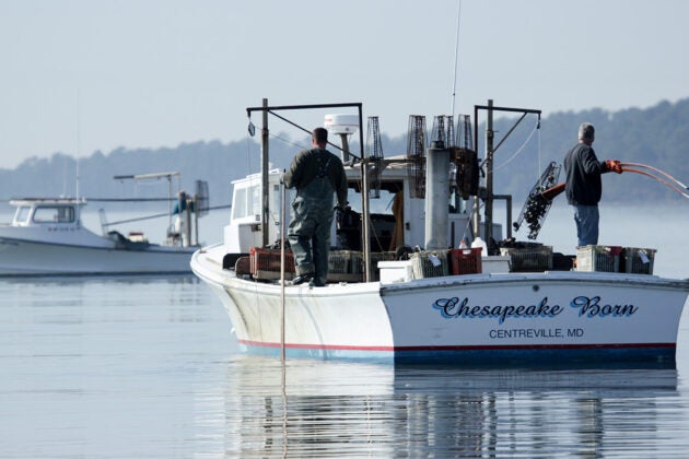 Two watermen work on a boat called Chespeake Born. One man lifts a tonging cage to place oysters in the boat.