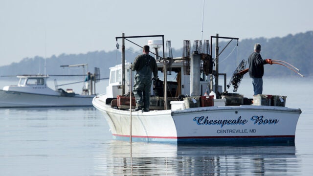 Two watermen work on a boat called Chespeake Born. One man lifts a tonging cage to place oysters in the boat.