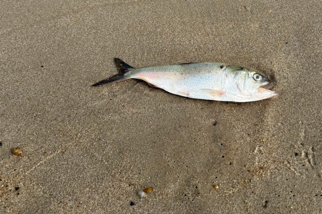 A dead menhaden lays in the sand.