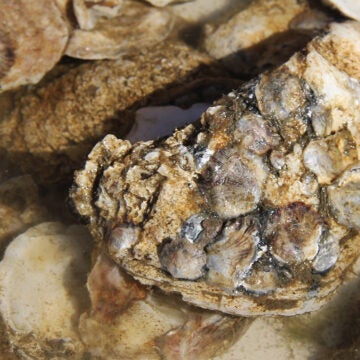 Tiny baby oysters are attached to an oyster shell.