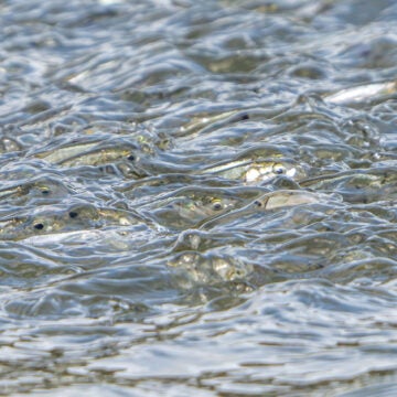 Silvery fish can be seen just below the surface of the water.