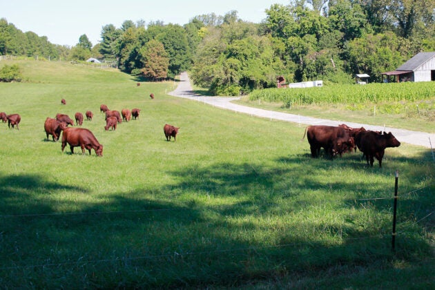 Brown cows graze in an open field.