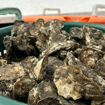 A green bushel basket full of oysters.