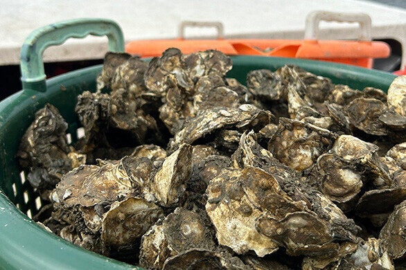 A green bushel basket full of oysters.