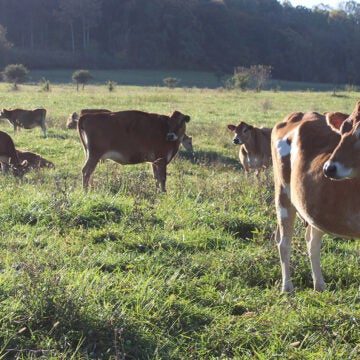 A herd of brown and white cows stand in a field.