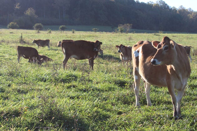 A herd of brown and white cows stand in a field.