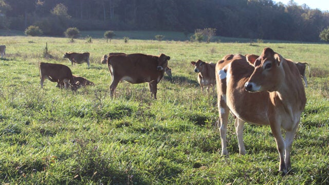 A herd of brown and white cows stand in a field.