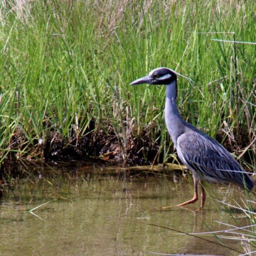 A yellow-crowned night heron--dusky blue feathers with a white eye stripe and yellow crest--stands in a marsh.